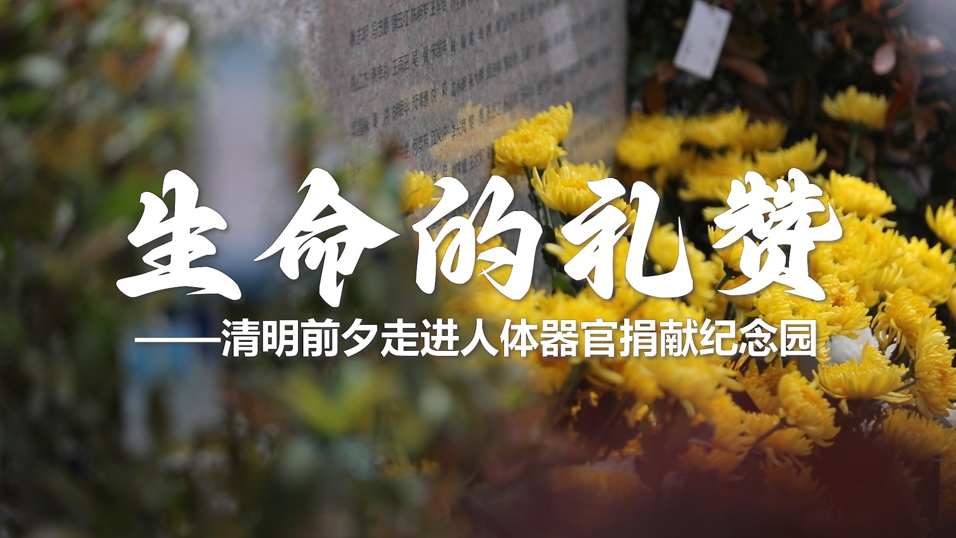 開(kāi)封市2025年人體器官（遺體）捐獻(xiàn)緬懷紀(jì)念活動(dòng)的通知
